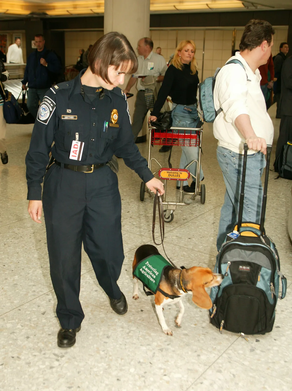 U.S. Customs and Border Protection working dog at an airport