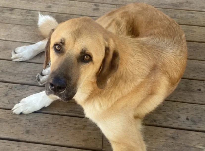Anatolian Shepherd lying on a wooden deck