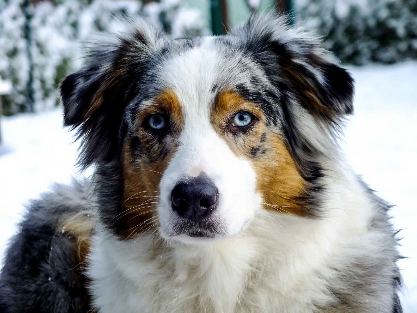 Blue merle Australian Shepherd in snow