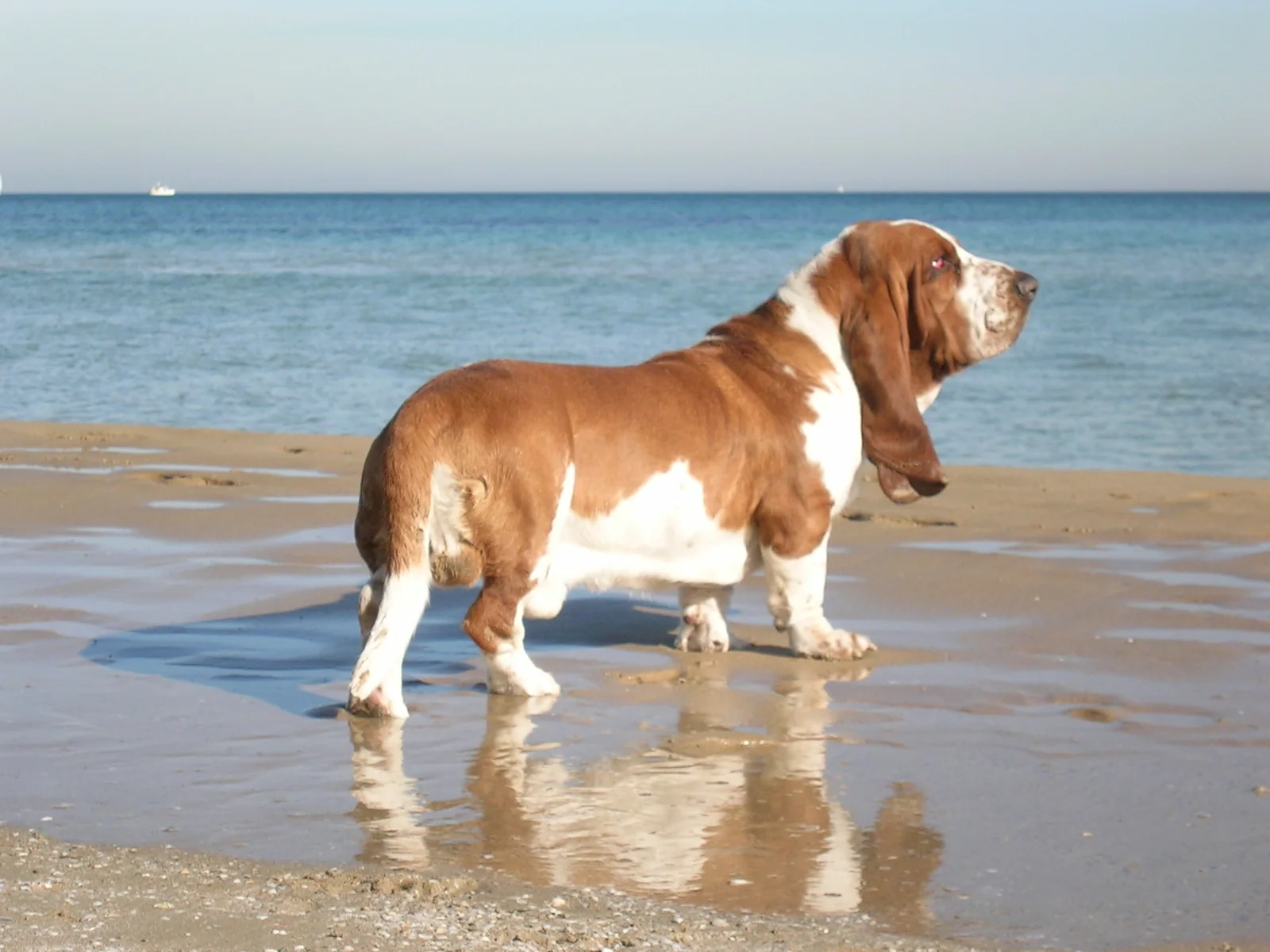Basset Hound standing outdoors with long floppy ears