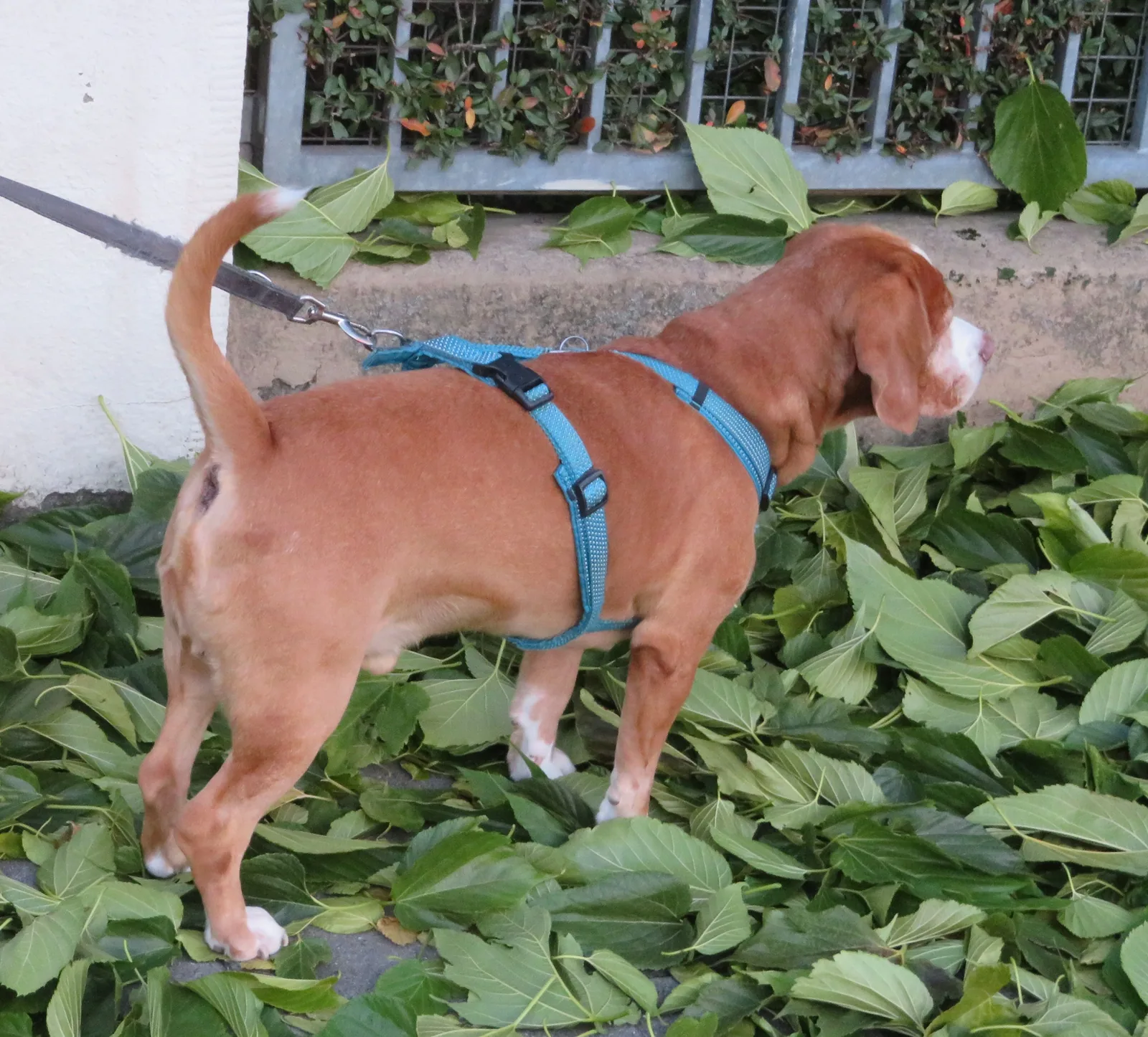 Red-and-white Beagle wearing a blue harness outdoors