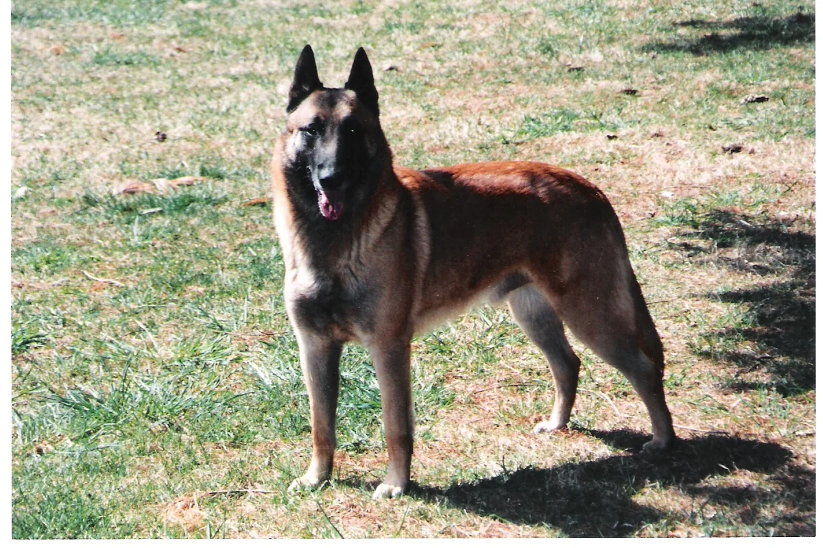 Adult male Belgian Malinois standing outdoors