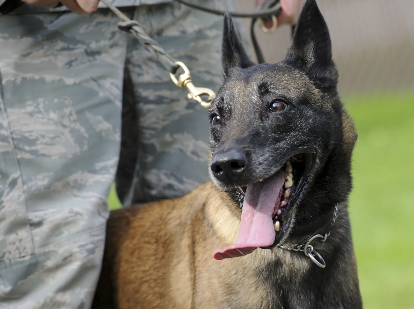 Belgian Malinois military working dog during a U.S. Air Force training session