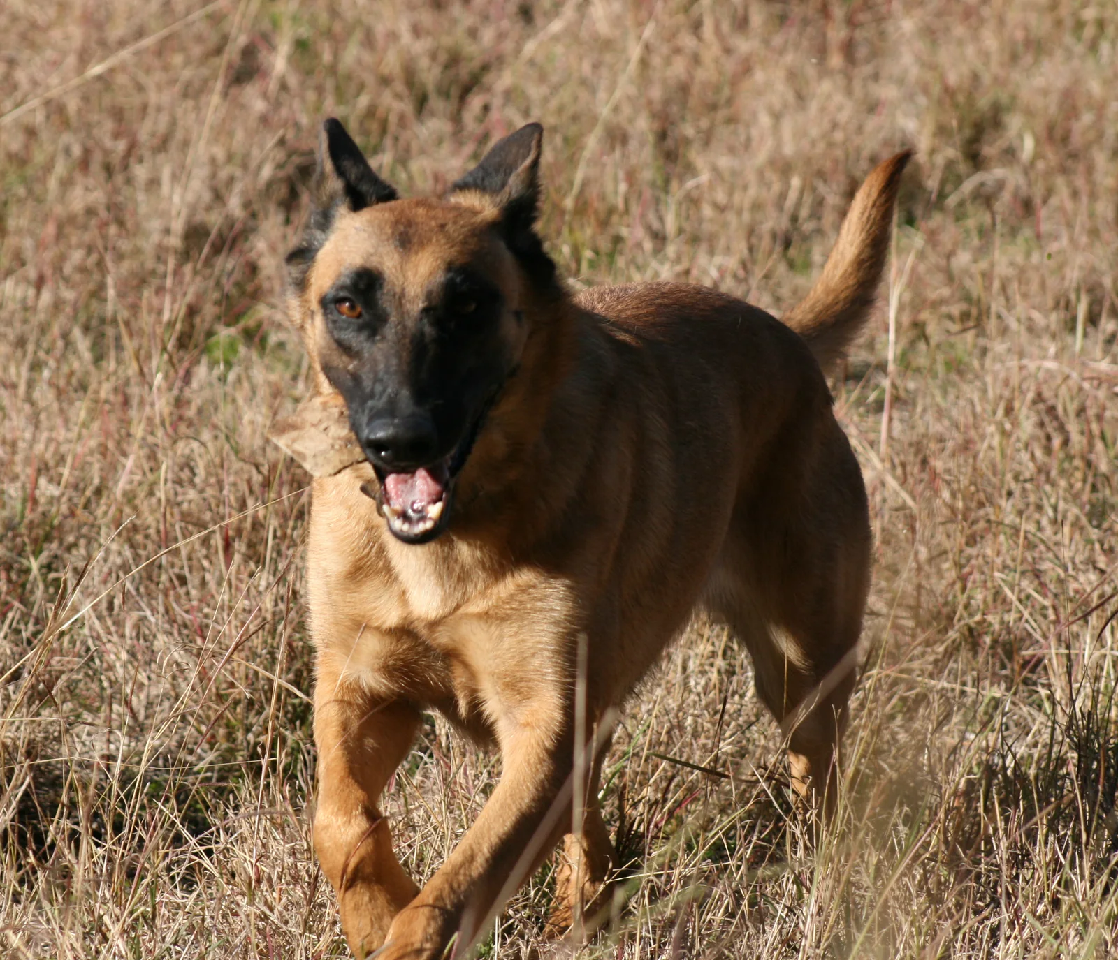 Adult female Belgian Malinois moving through grass