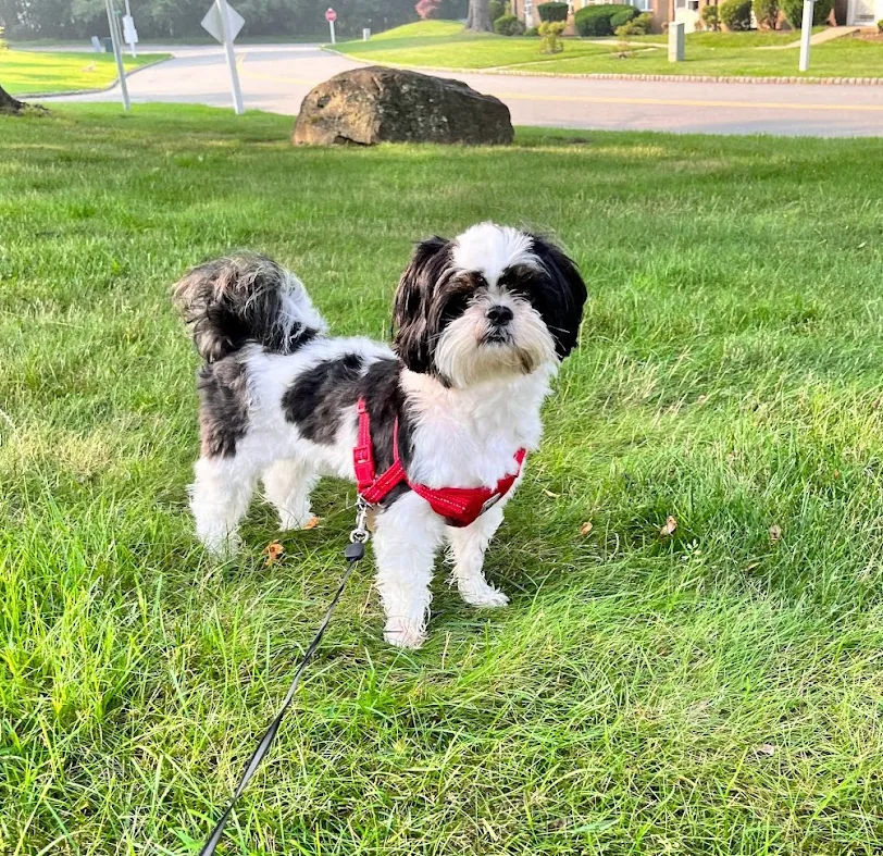 Black-and-white Shih Tzu standing on grass