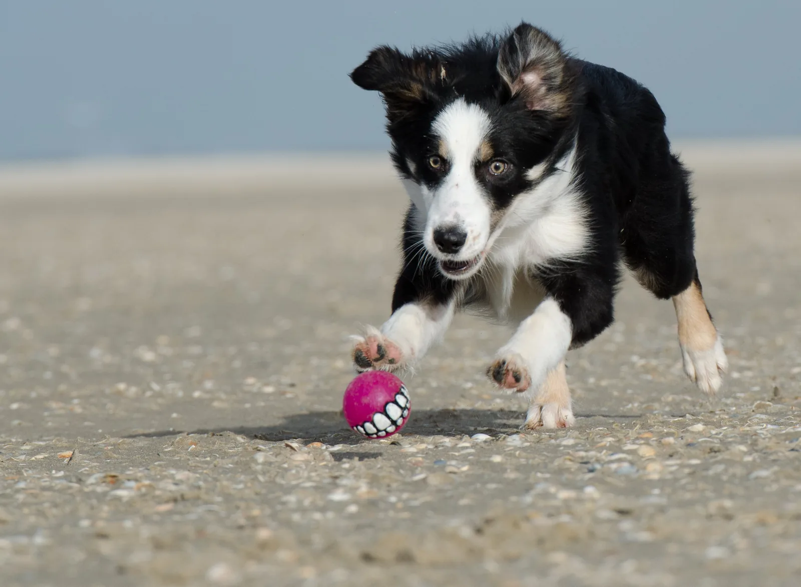 Border Collie running after a ball