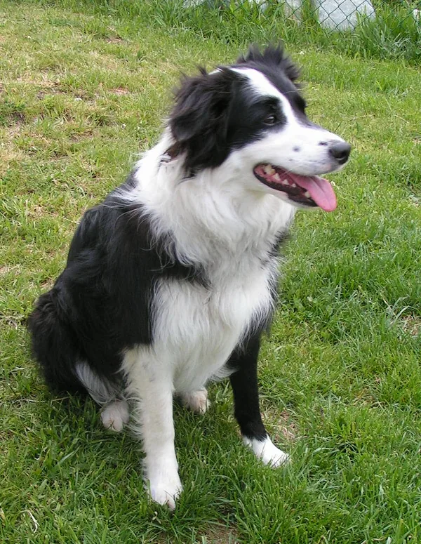 Black-and-white Border Collie