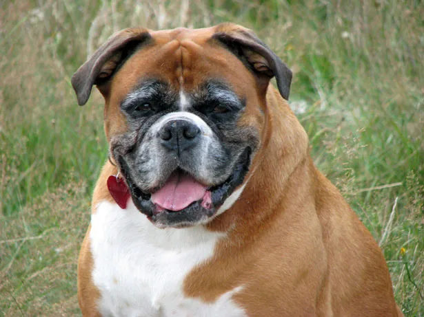 Boxer dog sitting on grass