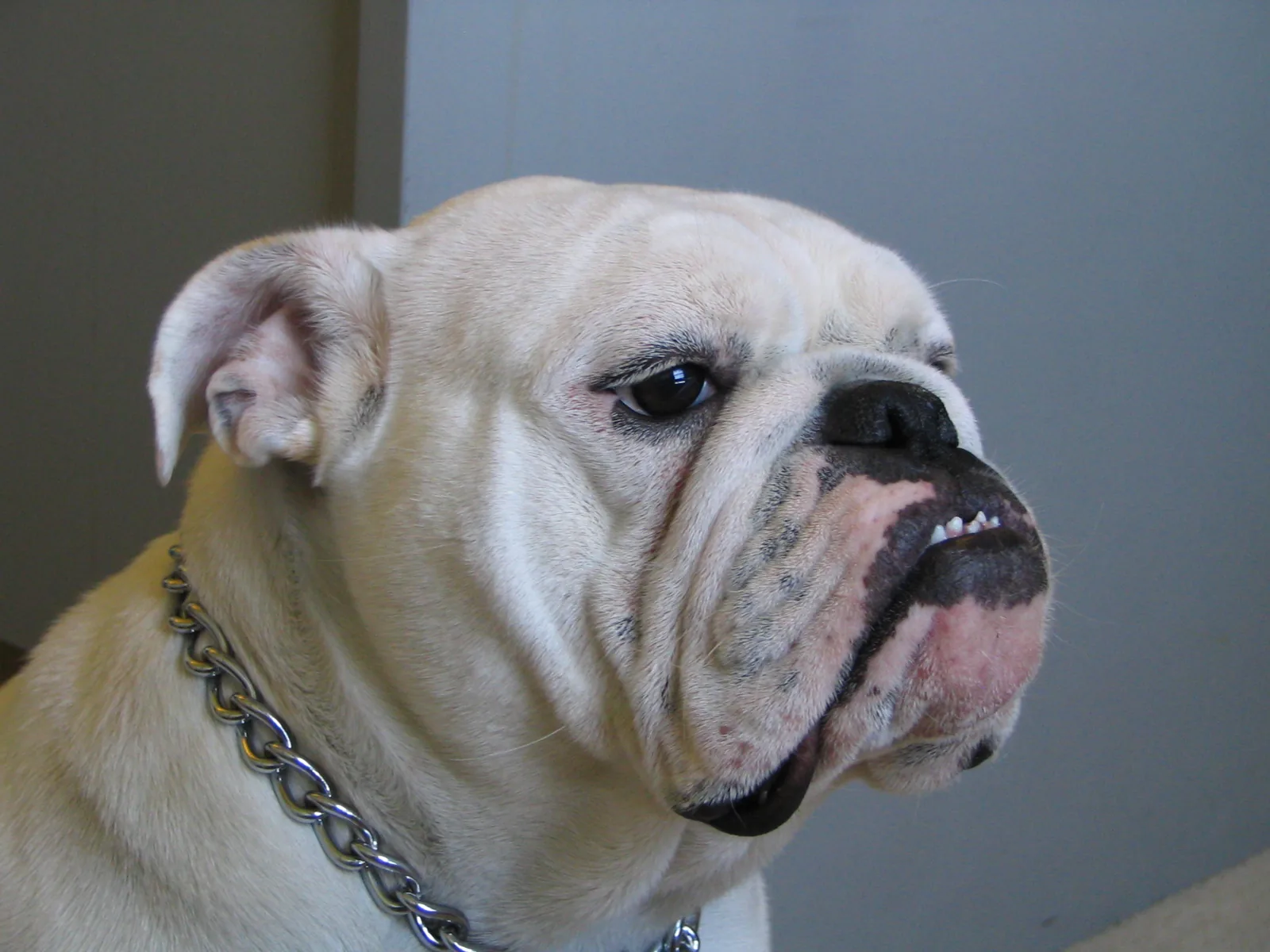 White adult Bulldog in profile
