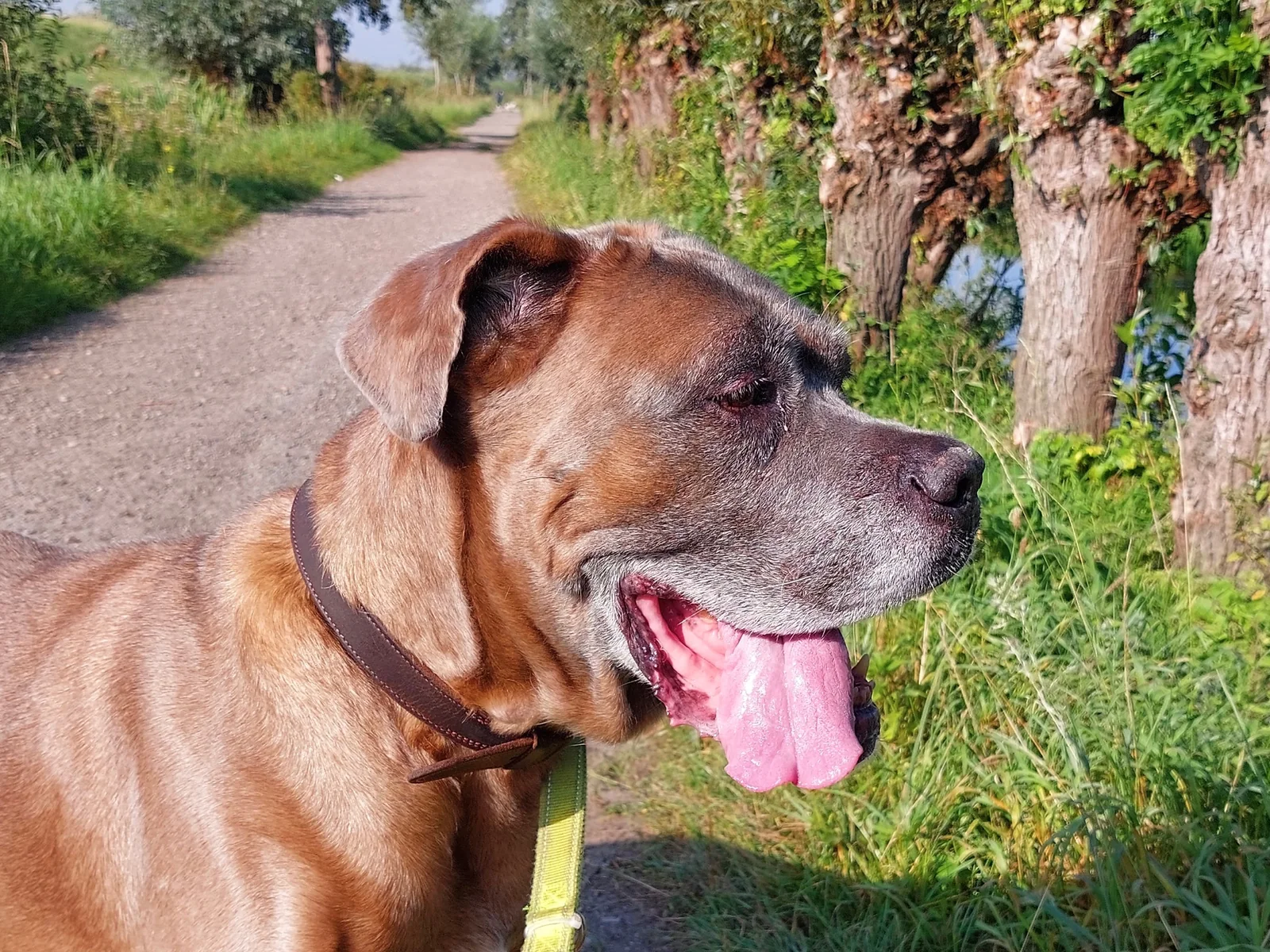 Fawn Cane Corso outdoors in profile