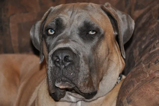Young adult Cane Corso resting indoors