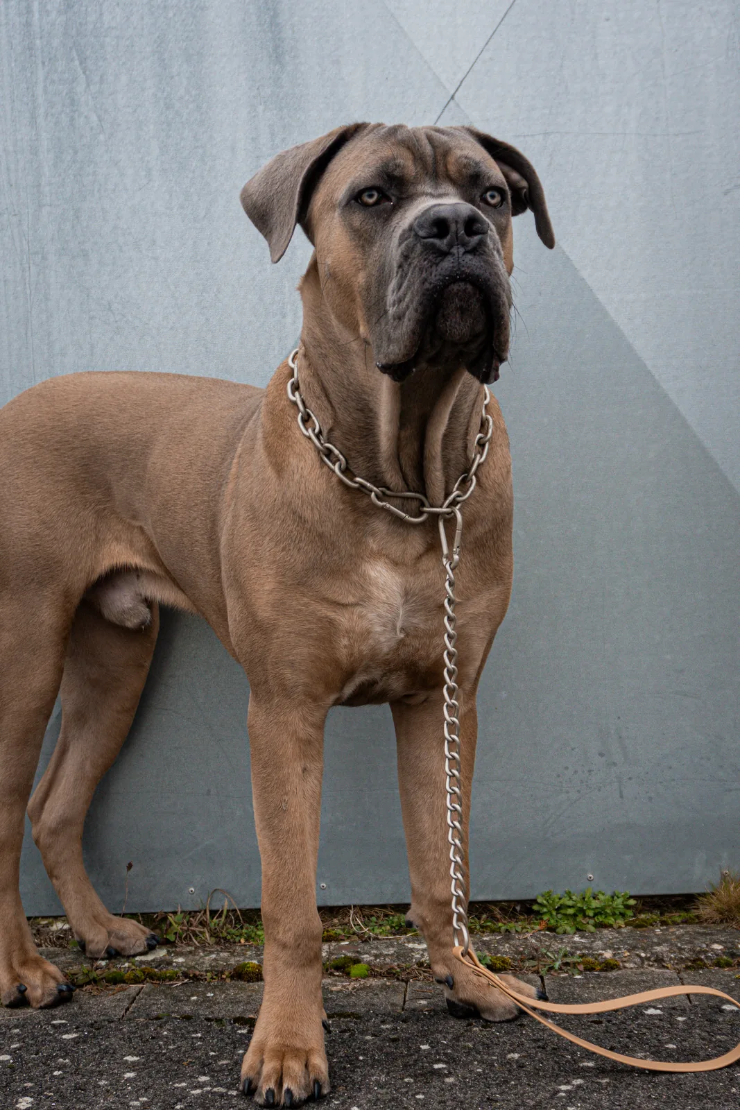 Fawn Cane Corso standing outdoors