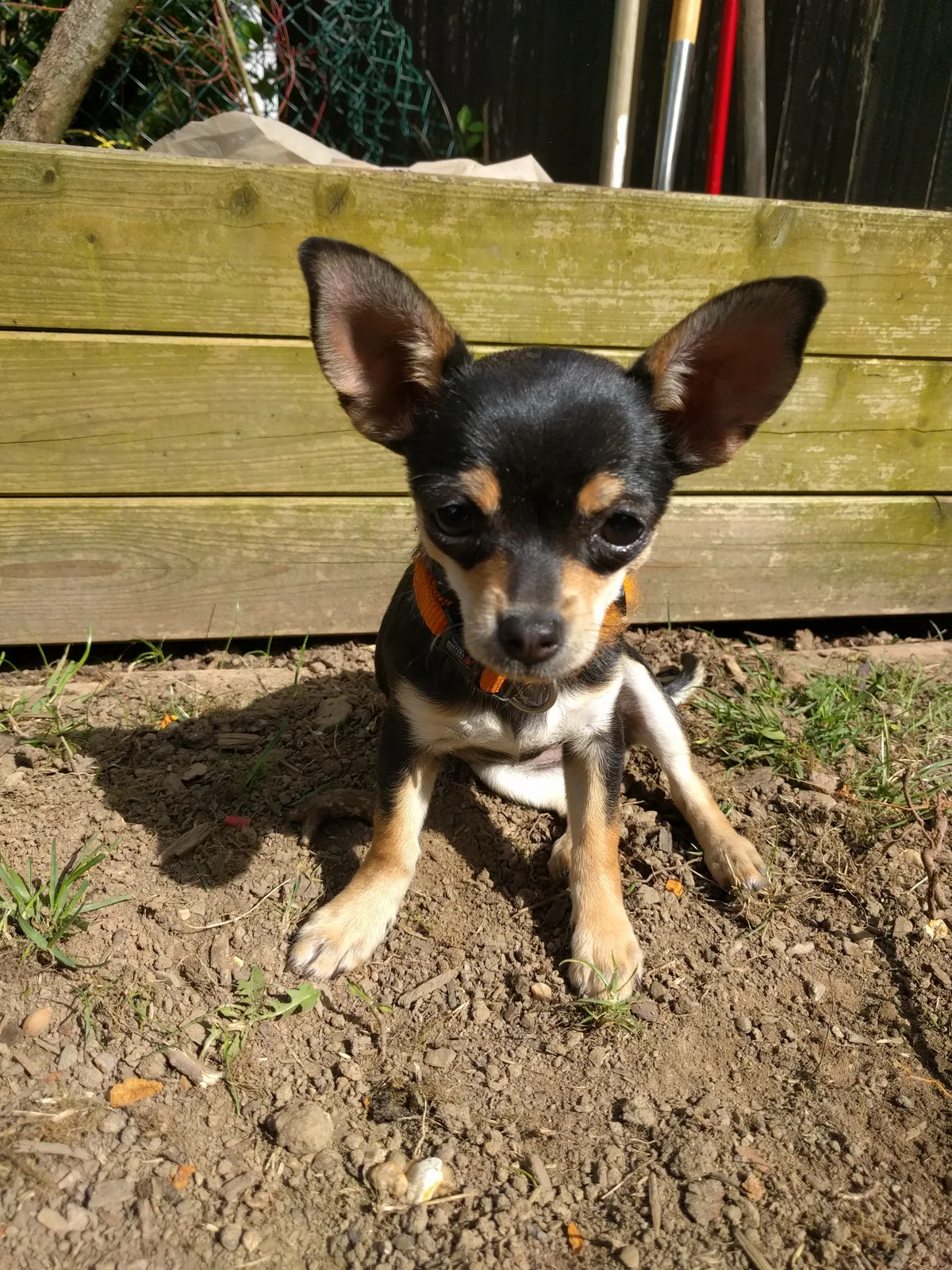 Young black-and-tan Chihuahua outdoors