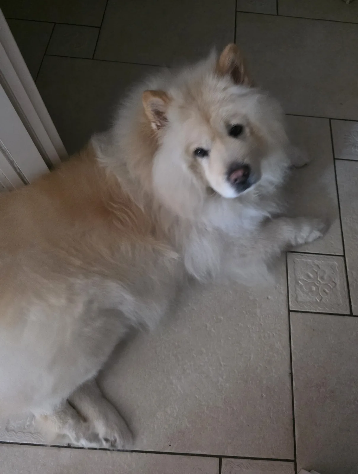 Adult Chow Chow