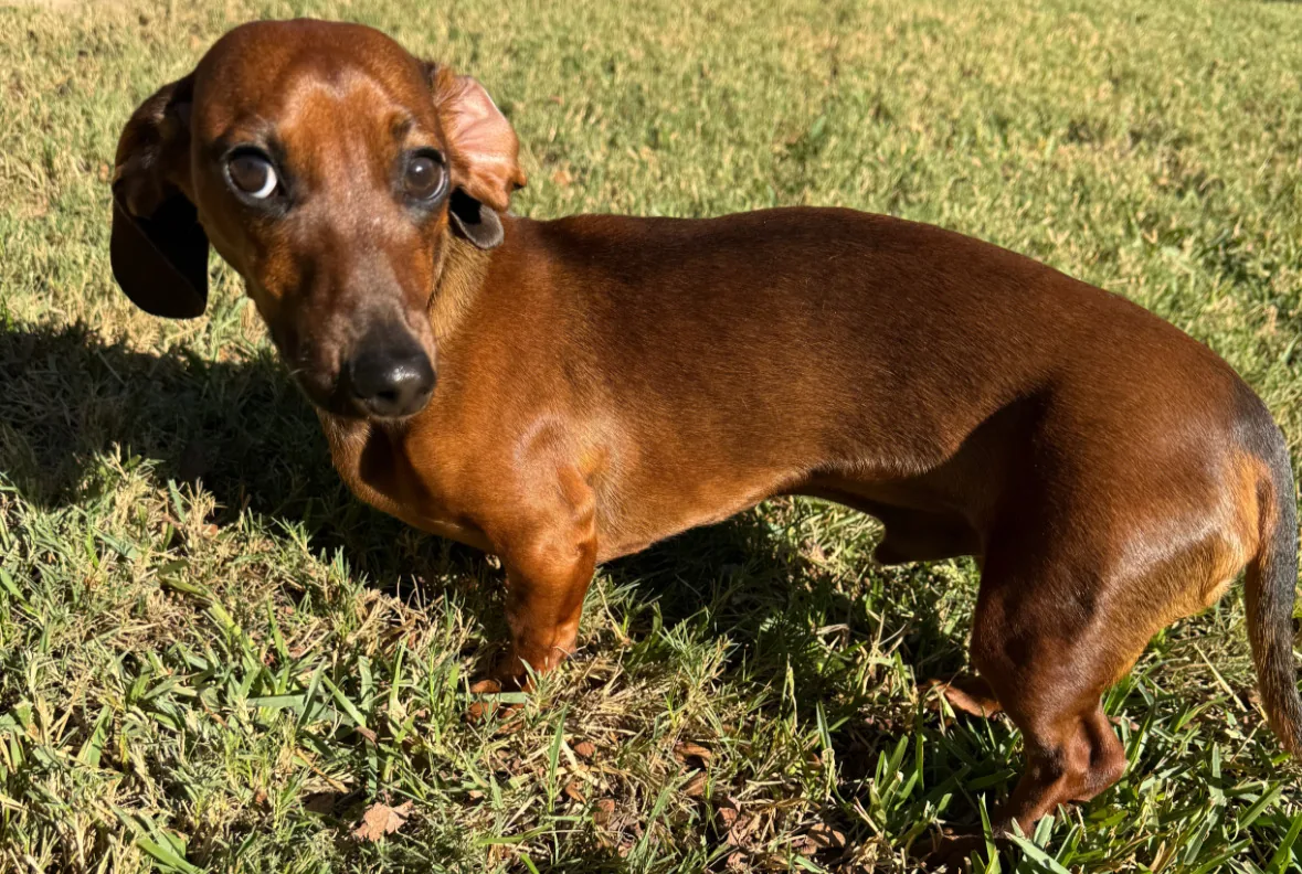 Brown smooth-coated miniature Dachshund standing on grass