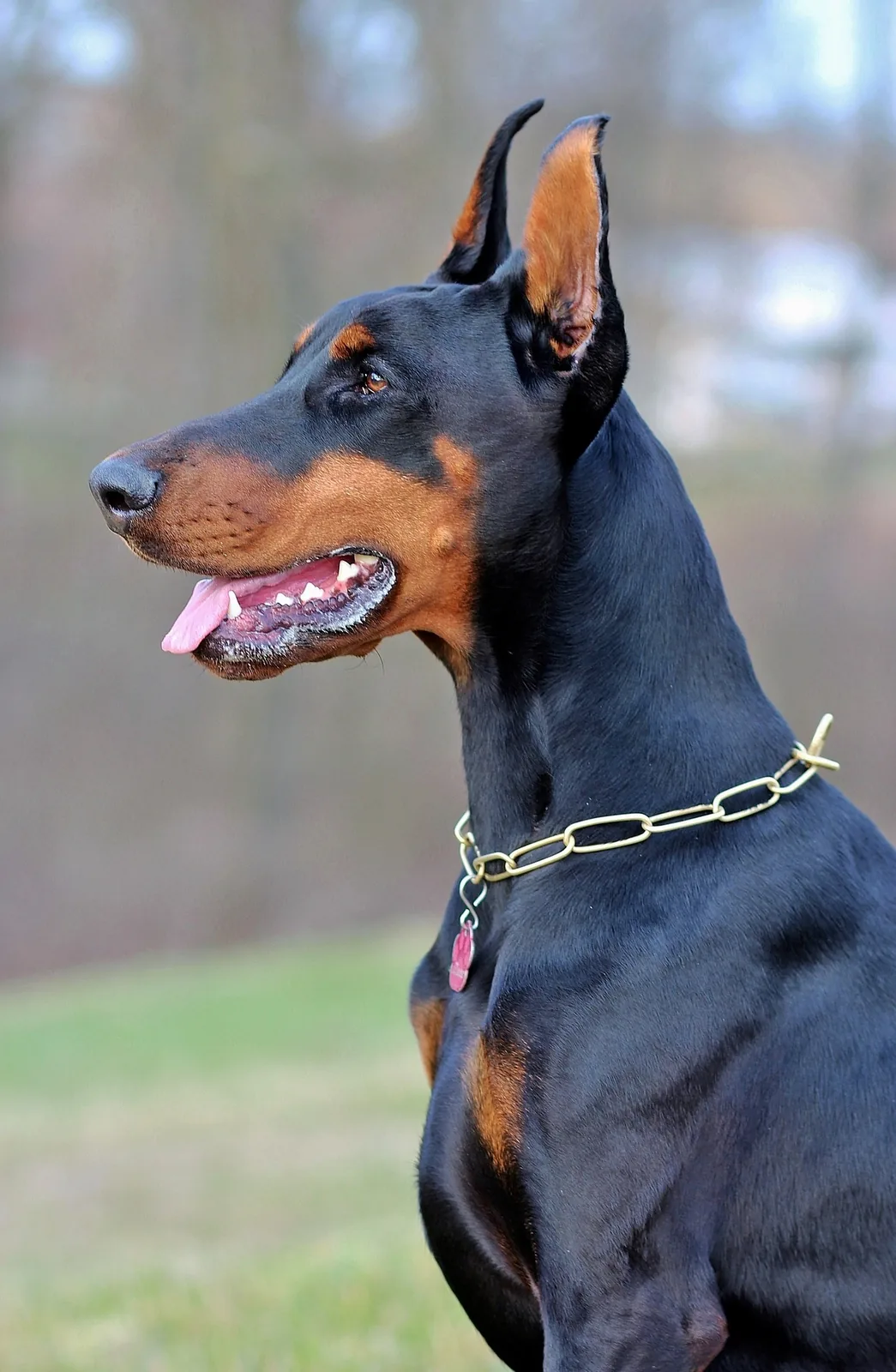 Doberman Pinscher outdoors