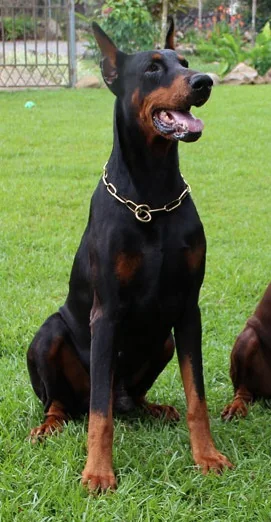 Adult Dobermann sitting on grass