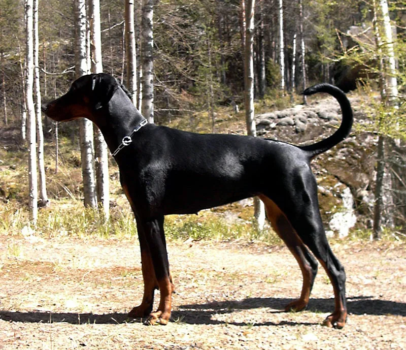 Adult female Dobermann standing outdoors