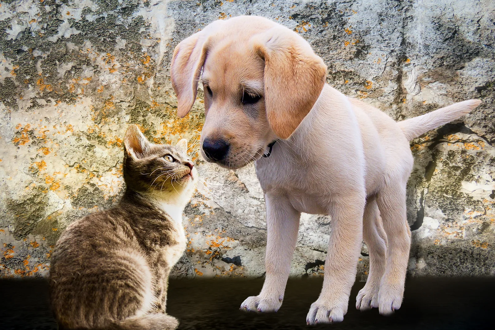 Young dog and kitten looking at each other