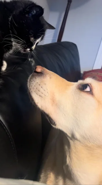 Cat and dog calmly looking at each other at close range