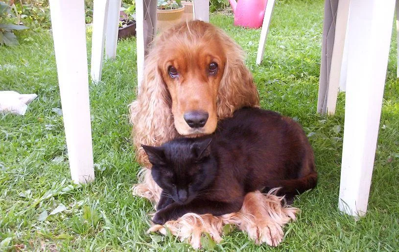 Cocker Spaniel calmly resting beside a black cat