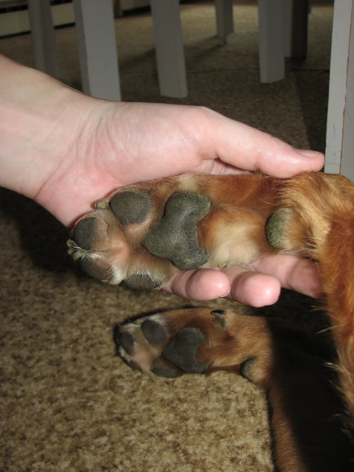Close-up of a dog's paw