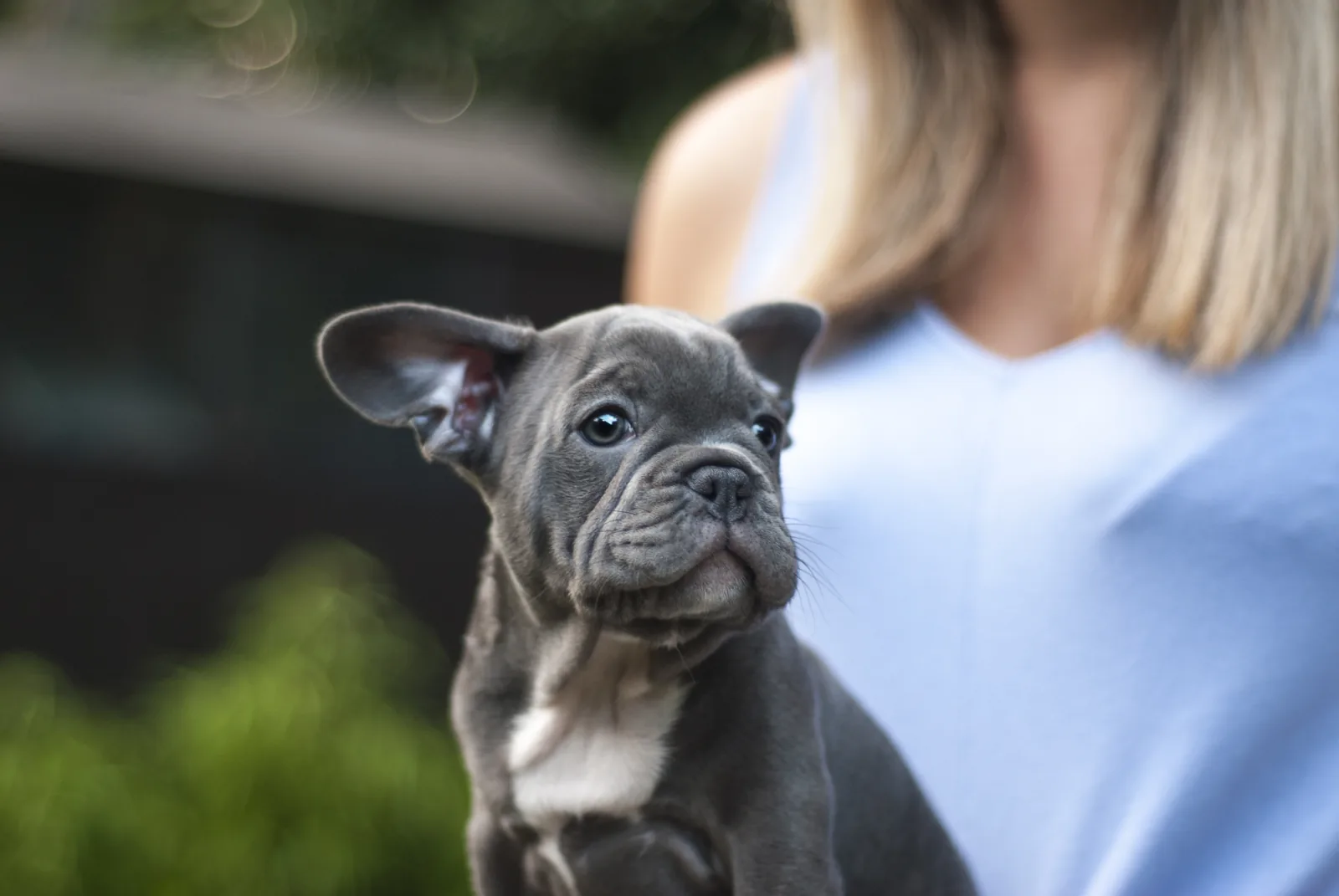 French Bulldog puppy outdoors