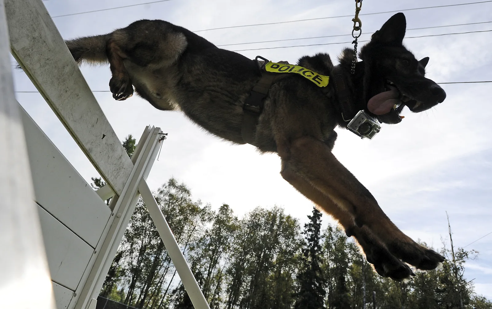 German Shepherd military working dog jumping a training hurdle