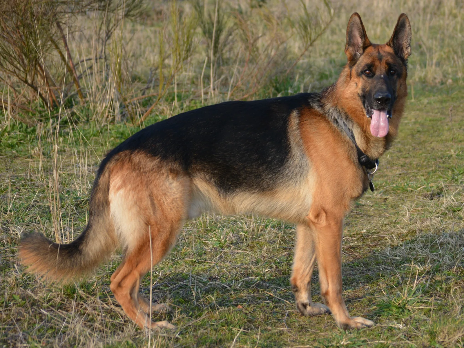 Adult German Shepherd standing outdoors