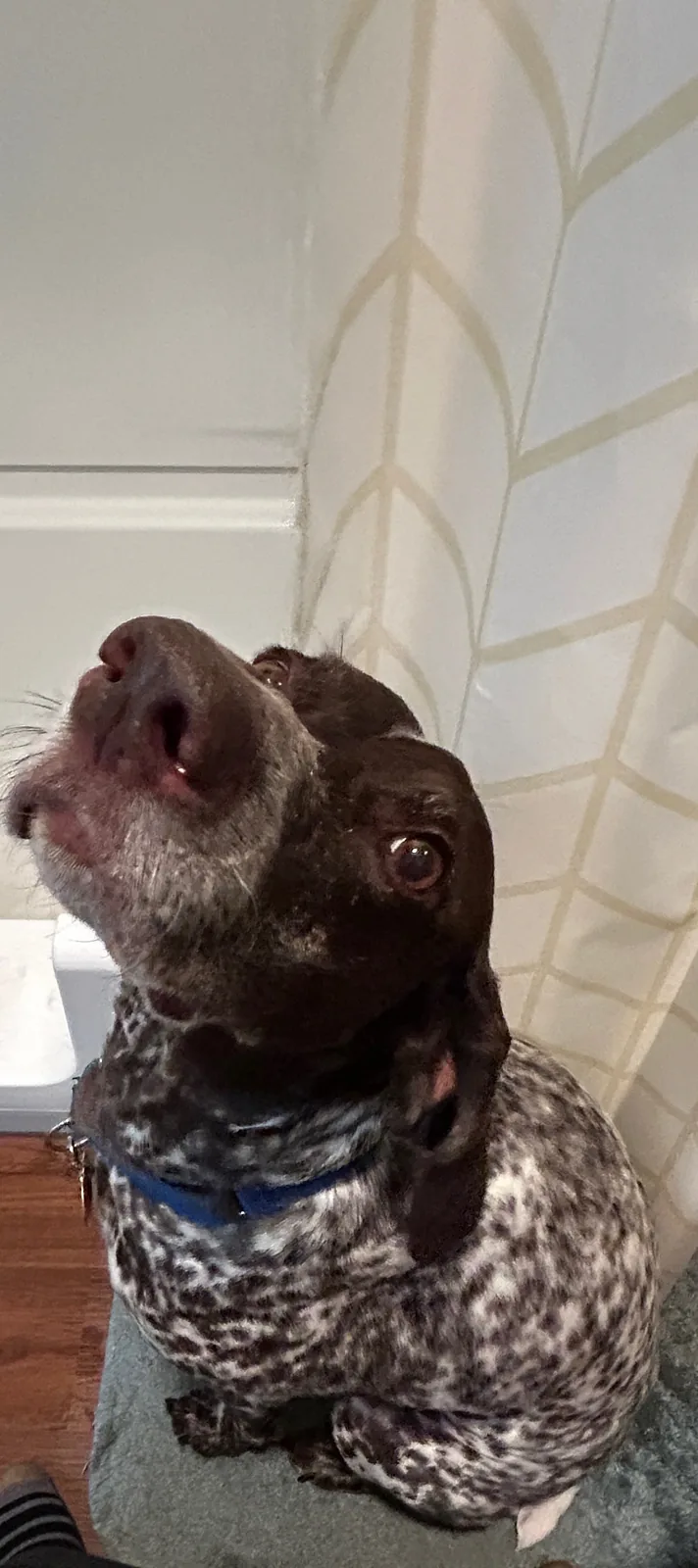 Liver-and-white German Shorthaired Pointer