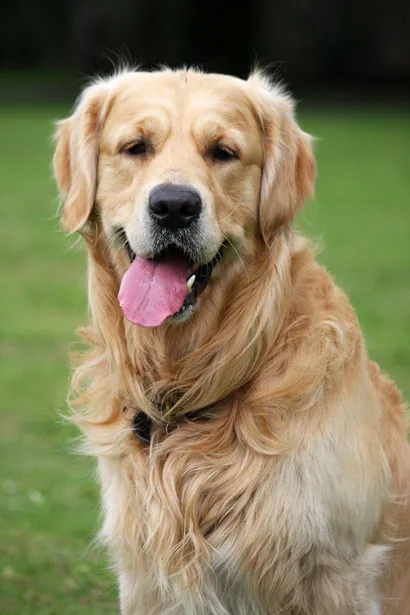 Golden Retriever sitting on grass