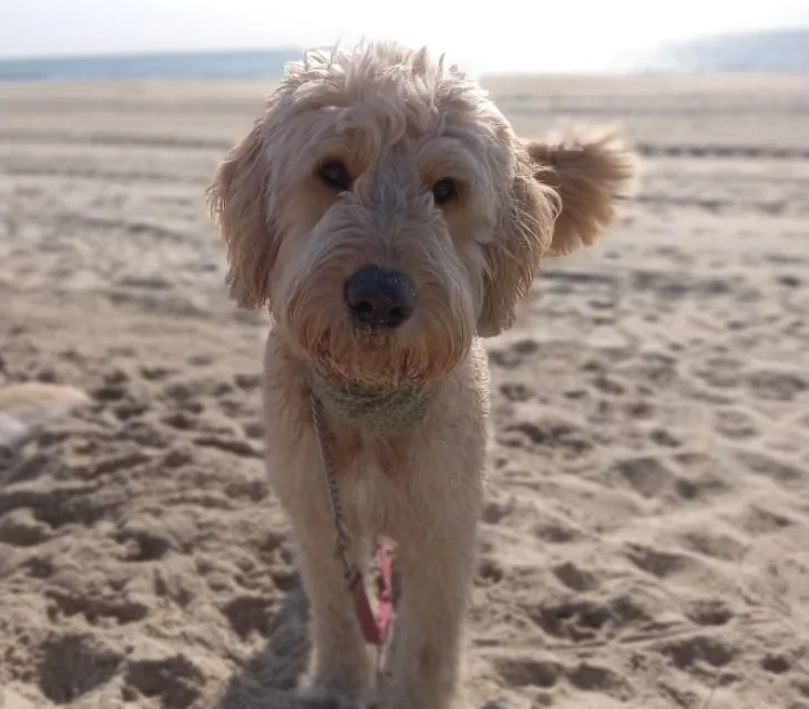 Goldendoodle standing on a beach
