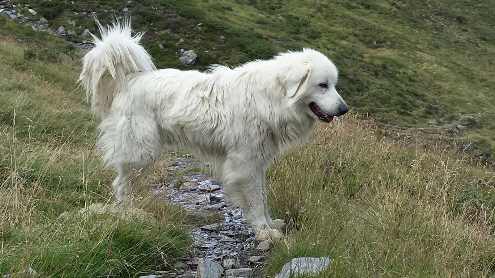 Great Pyrenees standing on a mountain path