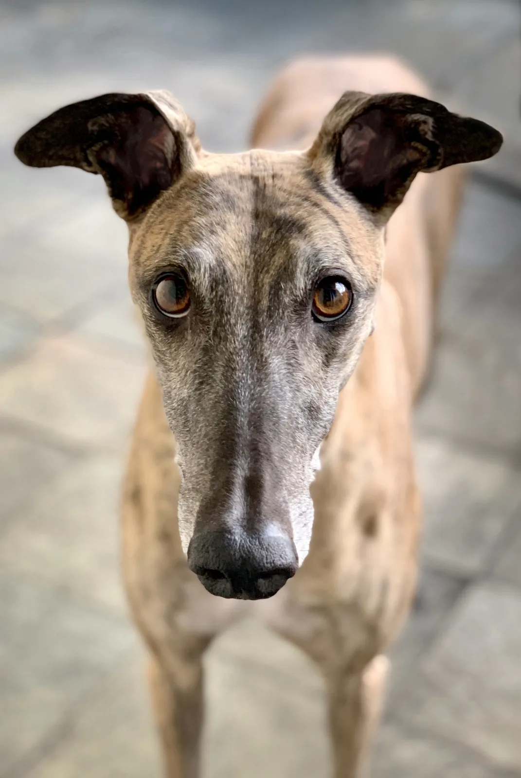 Greyhound looking toward the camera