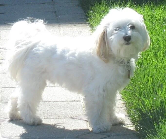 White Havanese dog standing outdoors