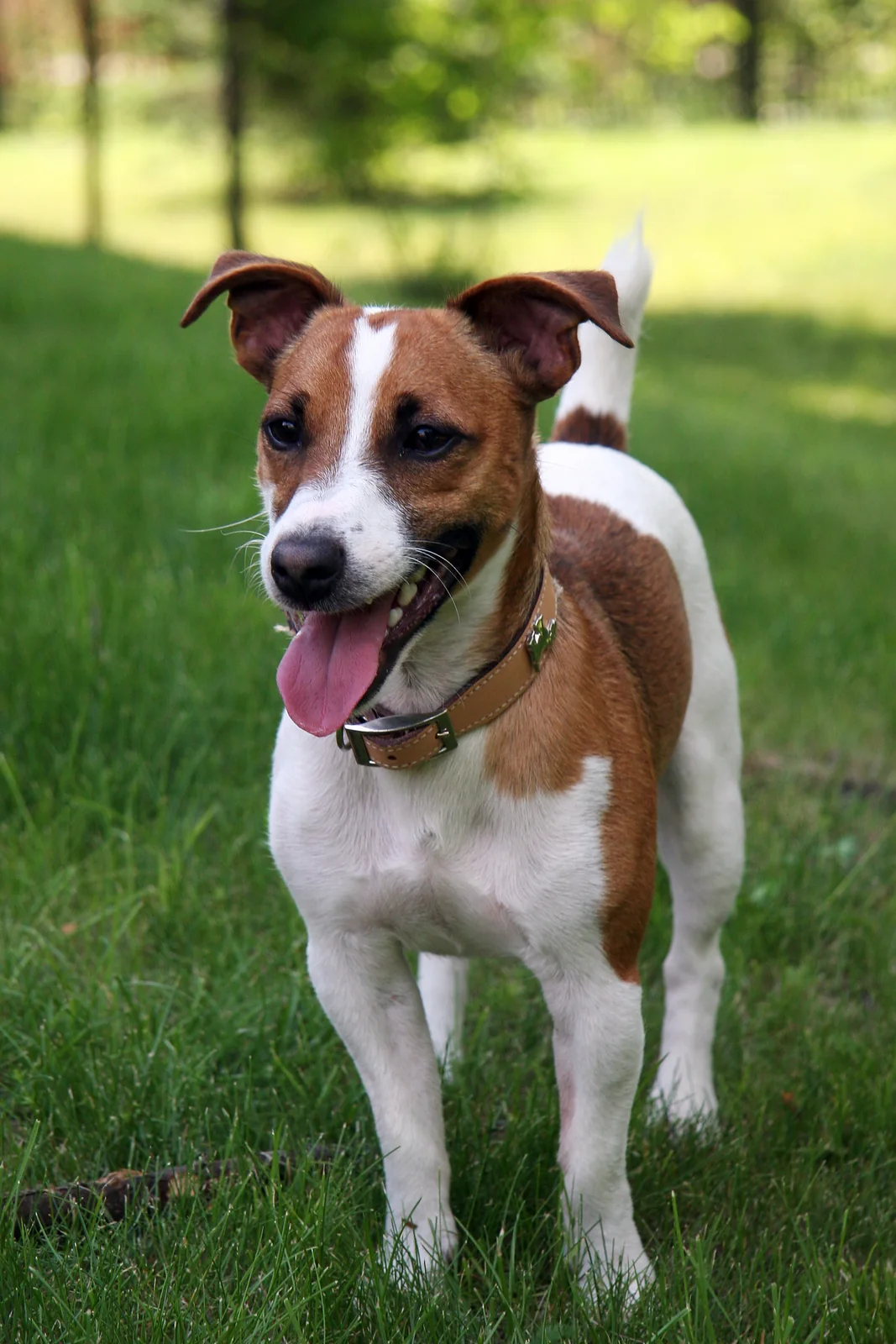 Jack Russell Terrier standing on grass