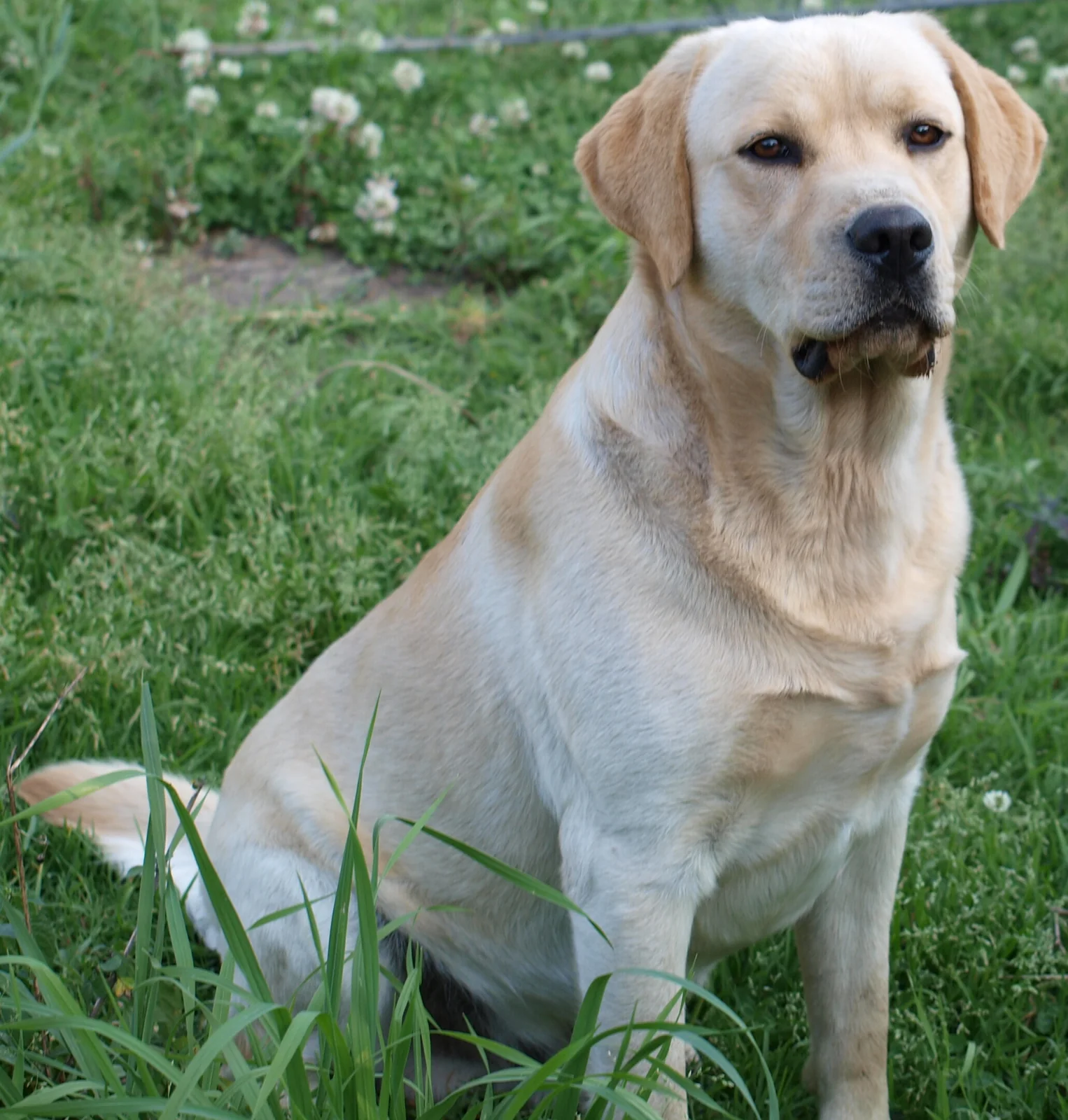 Adult yellow Labrador Retriever