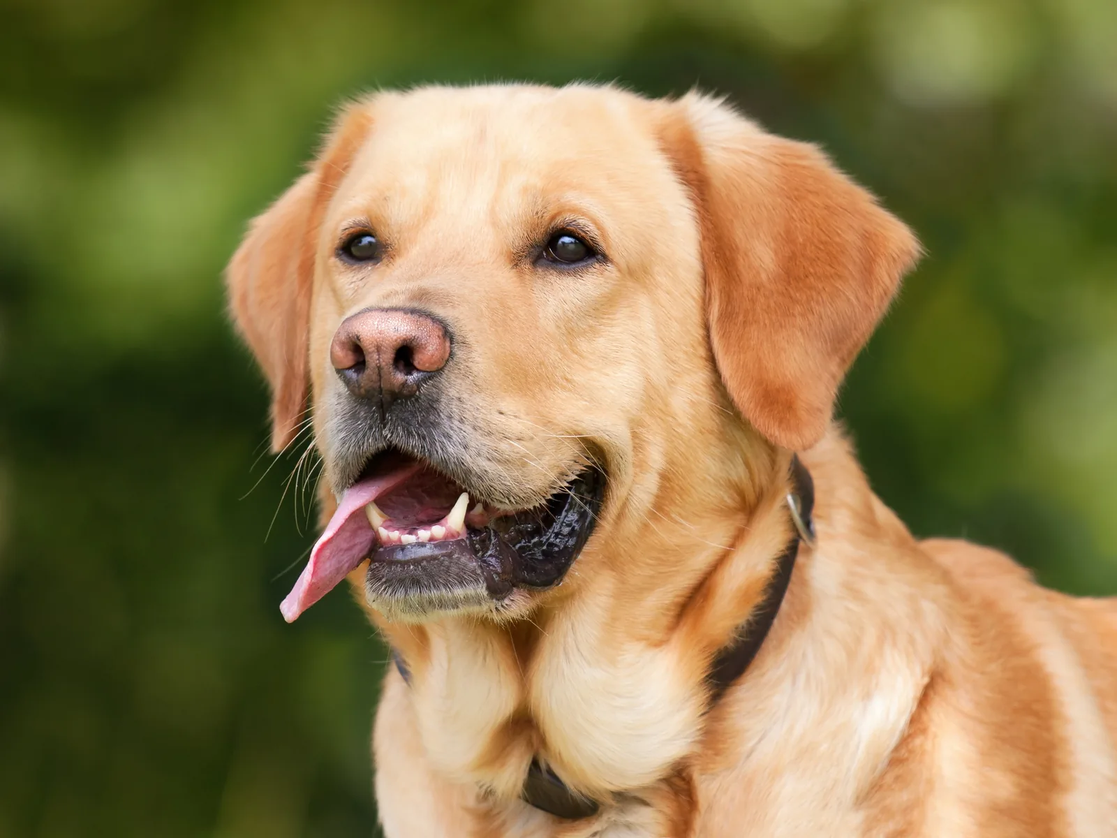 Yellow Labrador Retriever outdoors