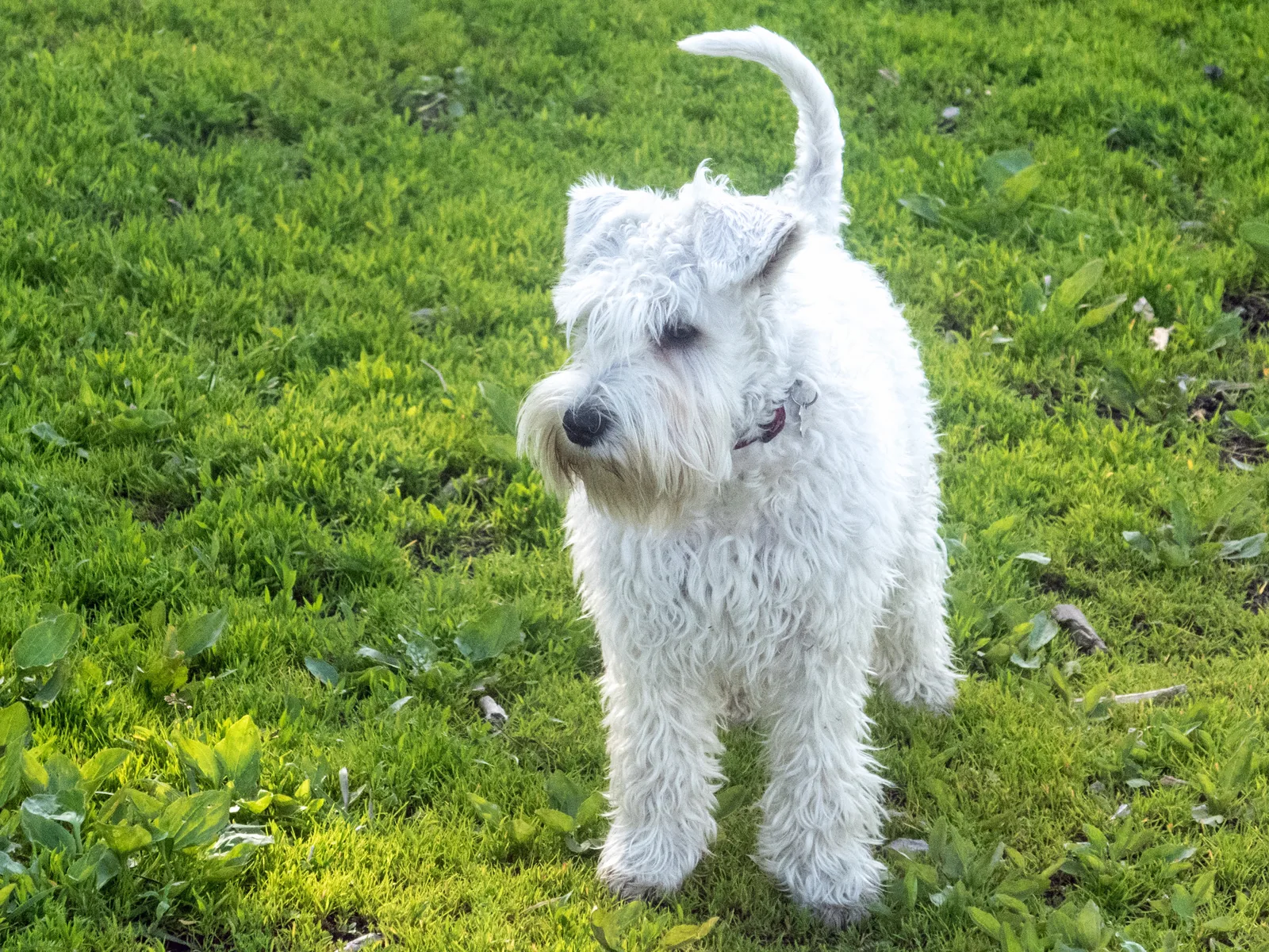 White Miniature Schnauzer puppy standing on grass