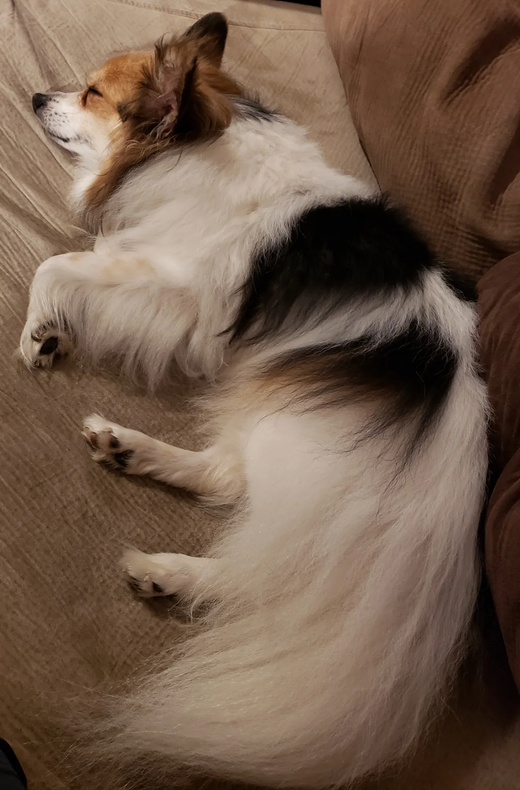 Papillon dog resting on a sofa