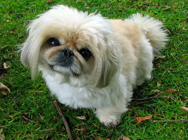 Pekingese dog outdoors