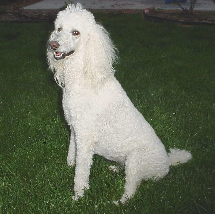 White Standard Poodle sitting on grass