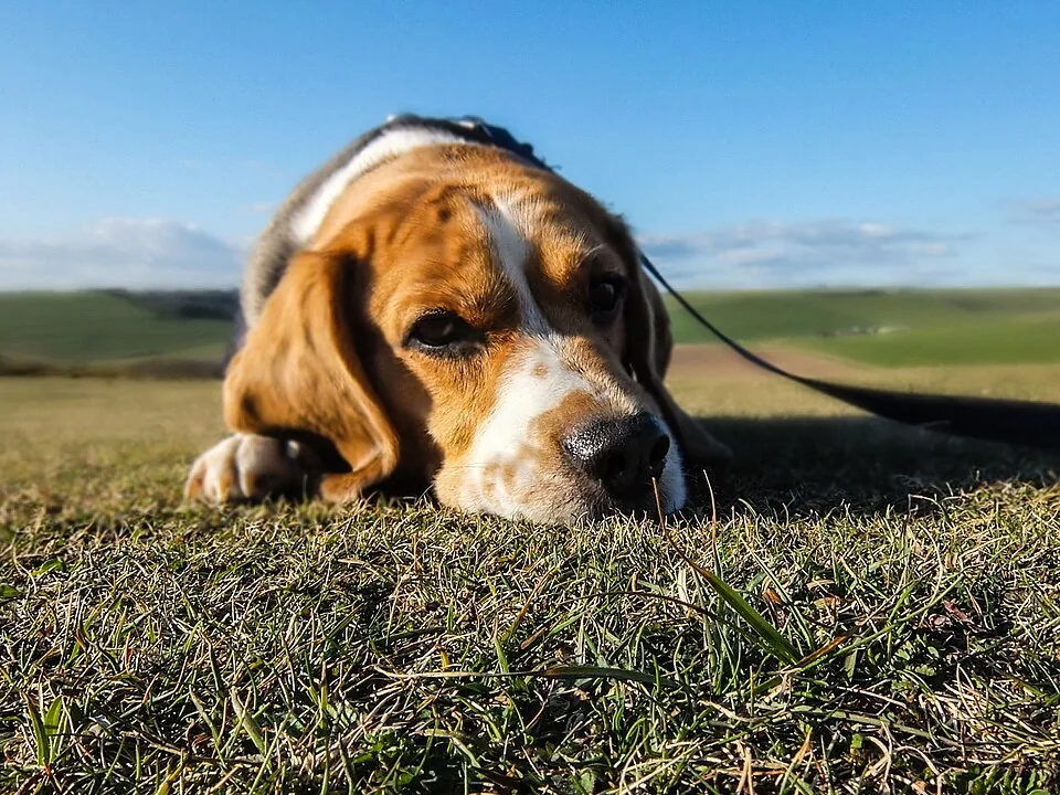 Dog lying in green grass