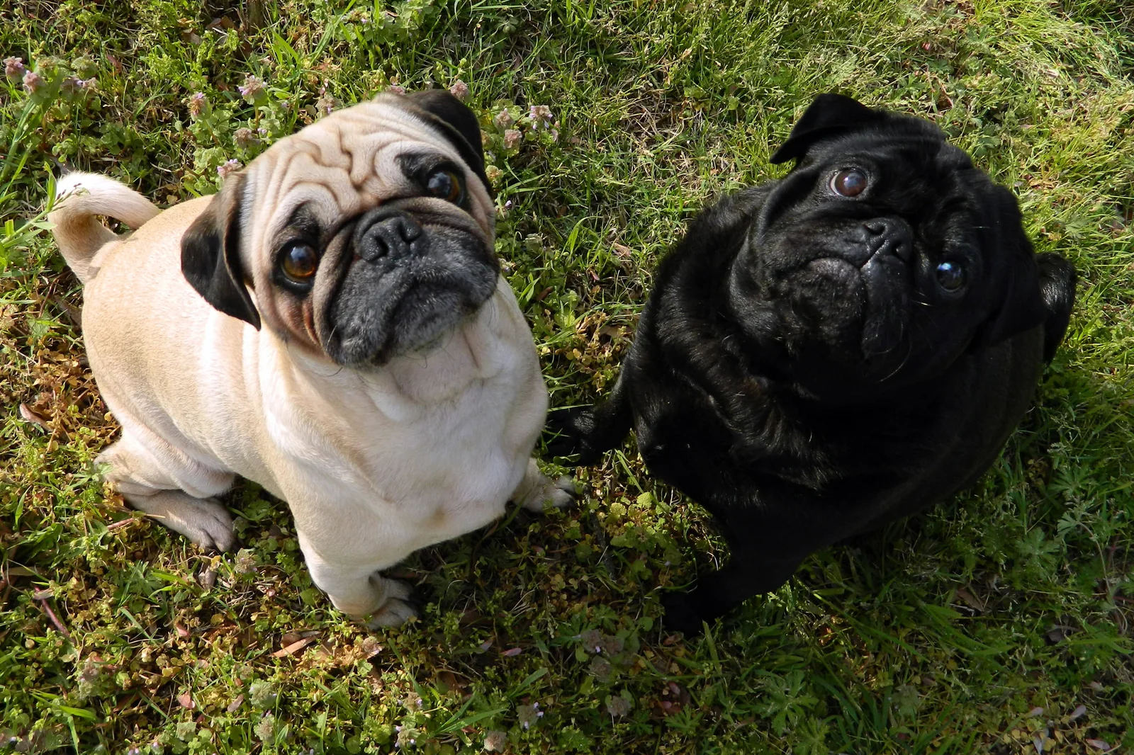 Fawn Pug and black Pug sitting together outdoors