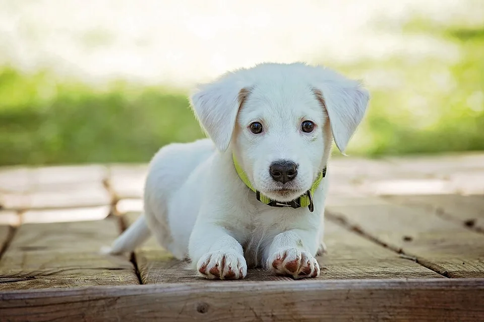 Puppy wearing a collar