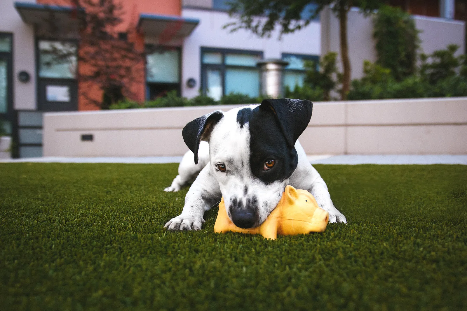 Young puppy playing with a toy