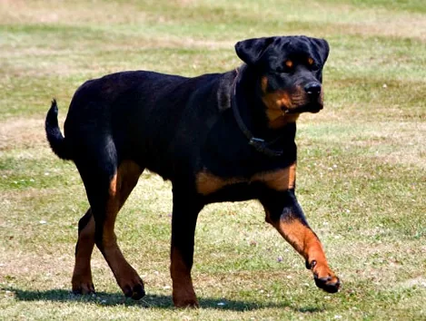 Adult Rottweiler standing outdoors