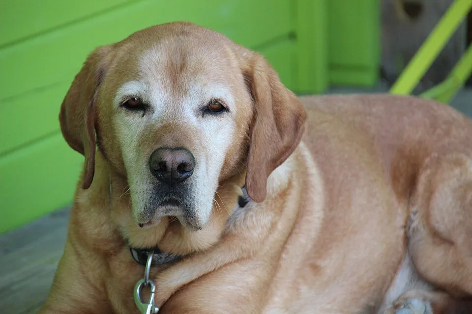 Senior dog resting outdoors