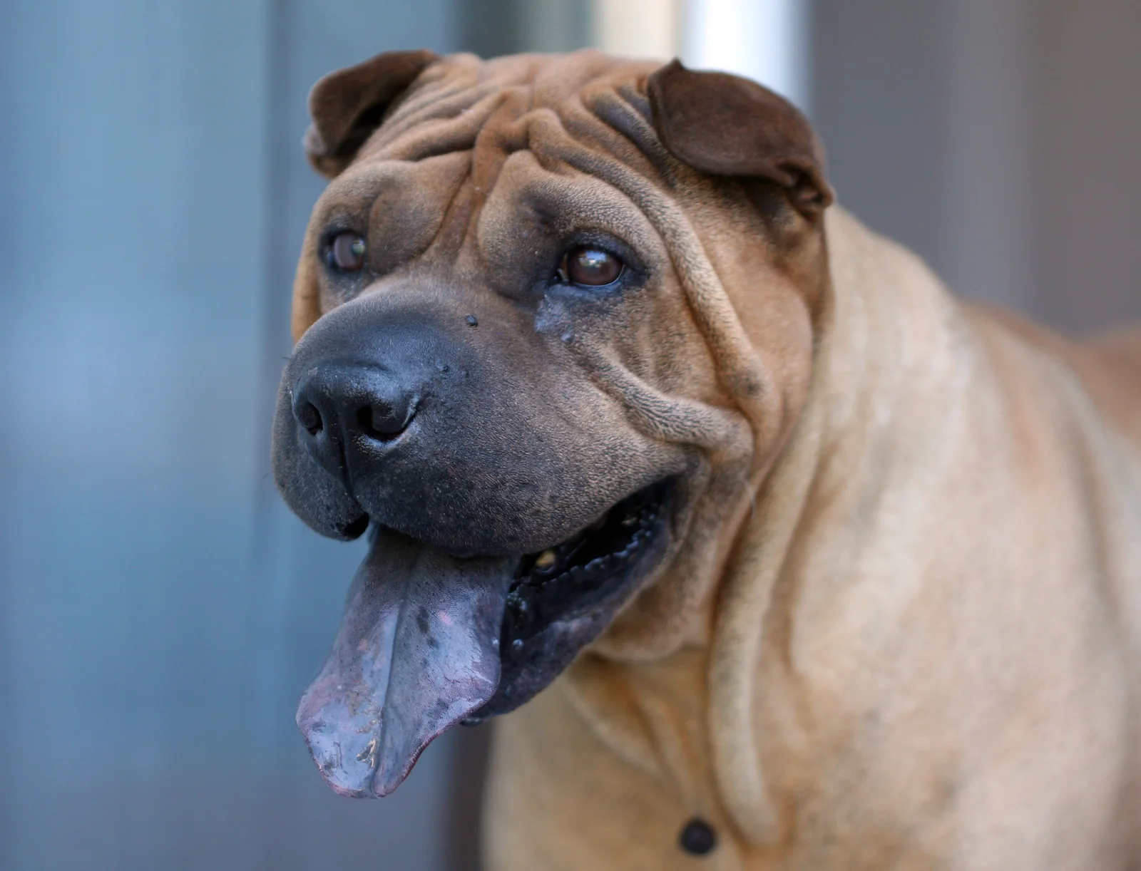 Chinese Shar-Pei with characteristic blue-purple tongue