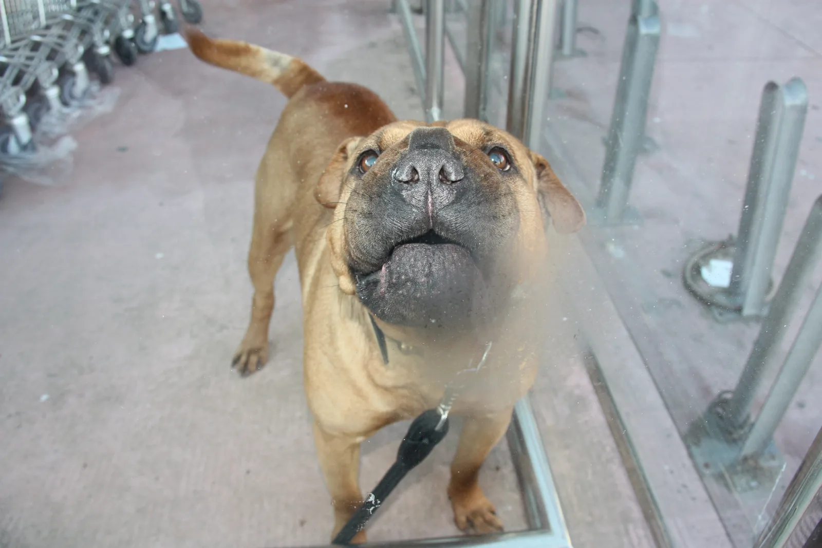 Shar-Pei viewed through glass